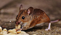 24 Hour & Emergency Exterminators in Baptistown, NJ